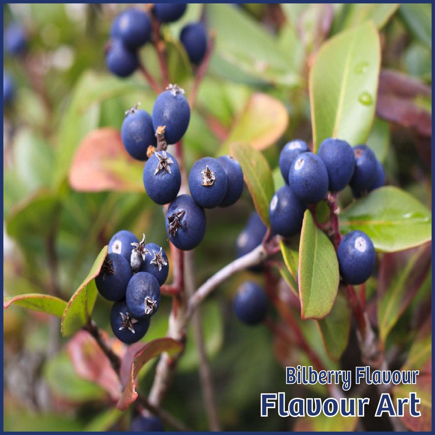 Bilberry Flavour - FlavourArt - Flavour Fog - Canada's flavour depot.