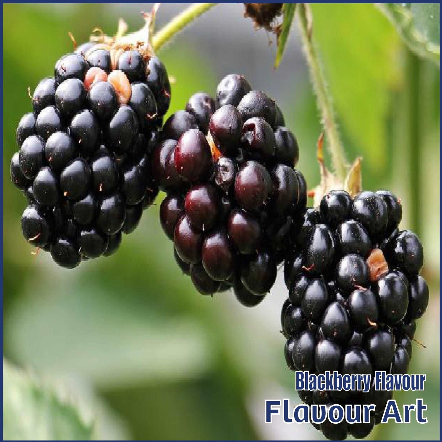 Blackberry Flavour - FlavourArt - Flavour Fog - Canada's flavour depot.