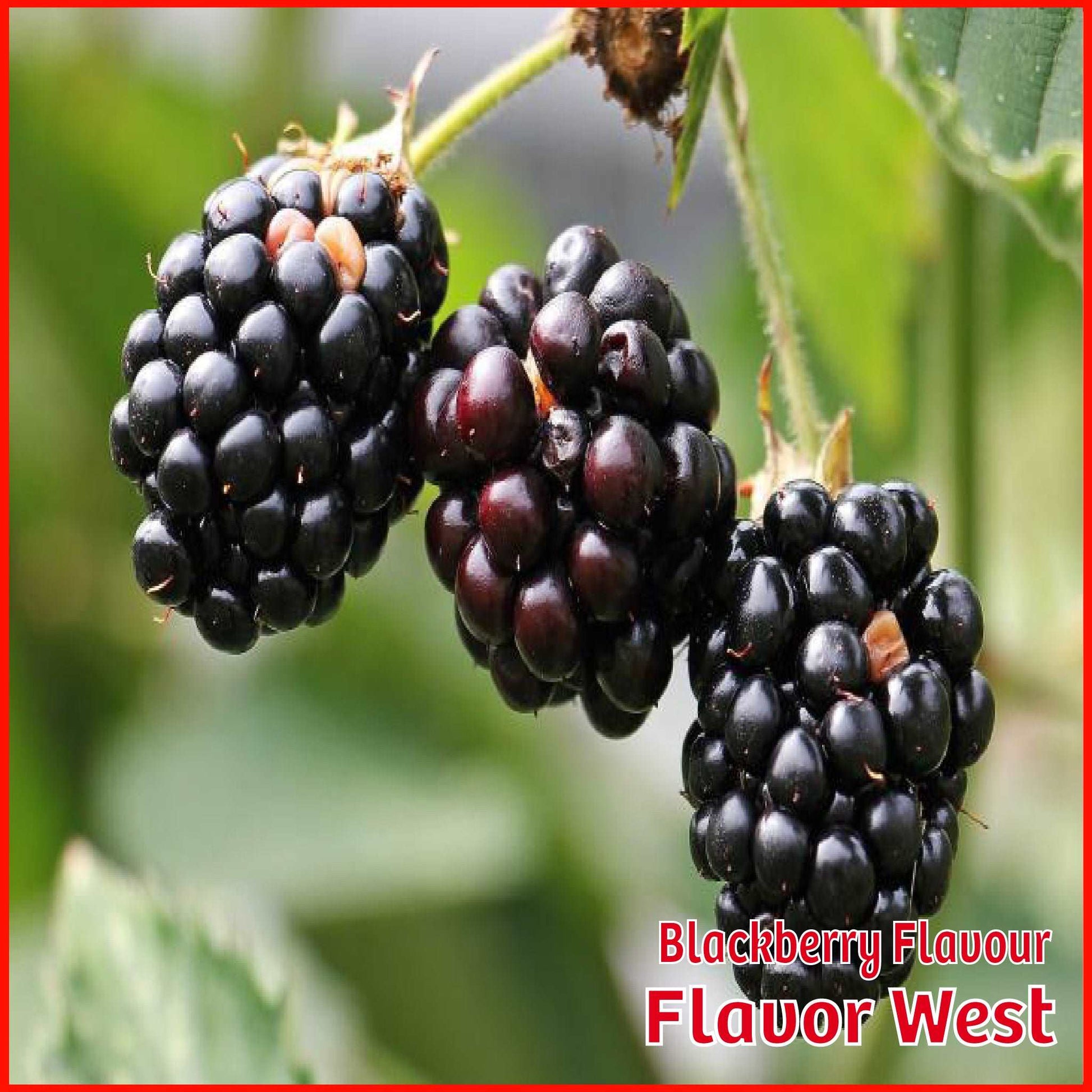 Blackberry Flavour - Flavor West - Flavour Fog - Canada's flavour depot.