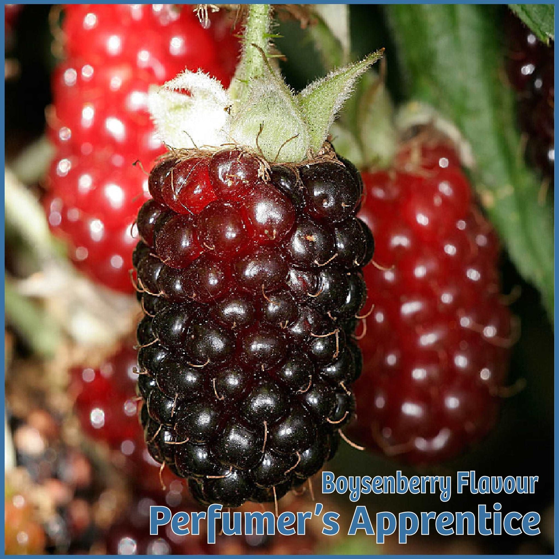 Boysenberry Flavour - TPA/TFA - Flavour Fog - Canada's flavour depot.