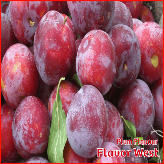 Plum Flavour - Flavor West - Flavour Fog - Canada's flavour depot.