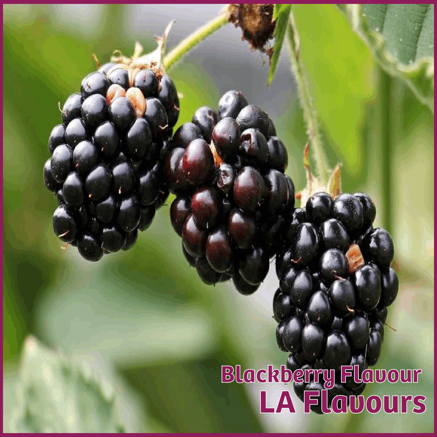 Blackberry Flavour - LA Flavours - Flavour Fog - Canada's flavour depot.