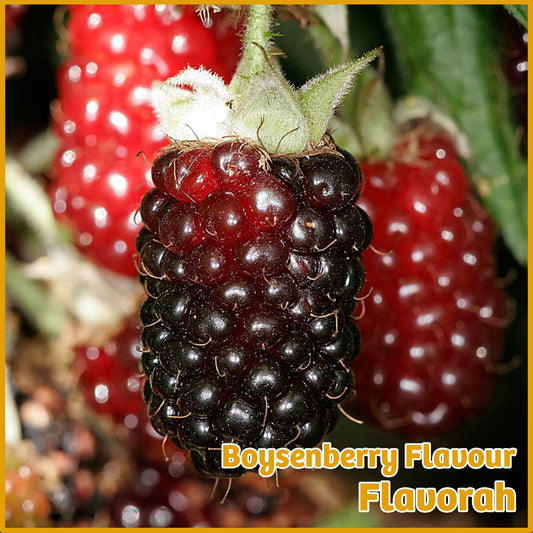 Boysenberry Flavour- Flavorah - Flavour Fog - Canada's flavour depot.