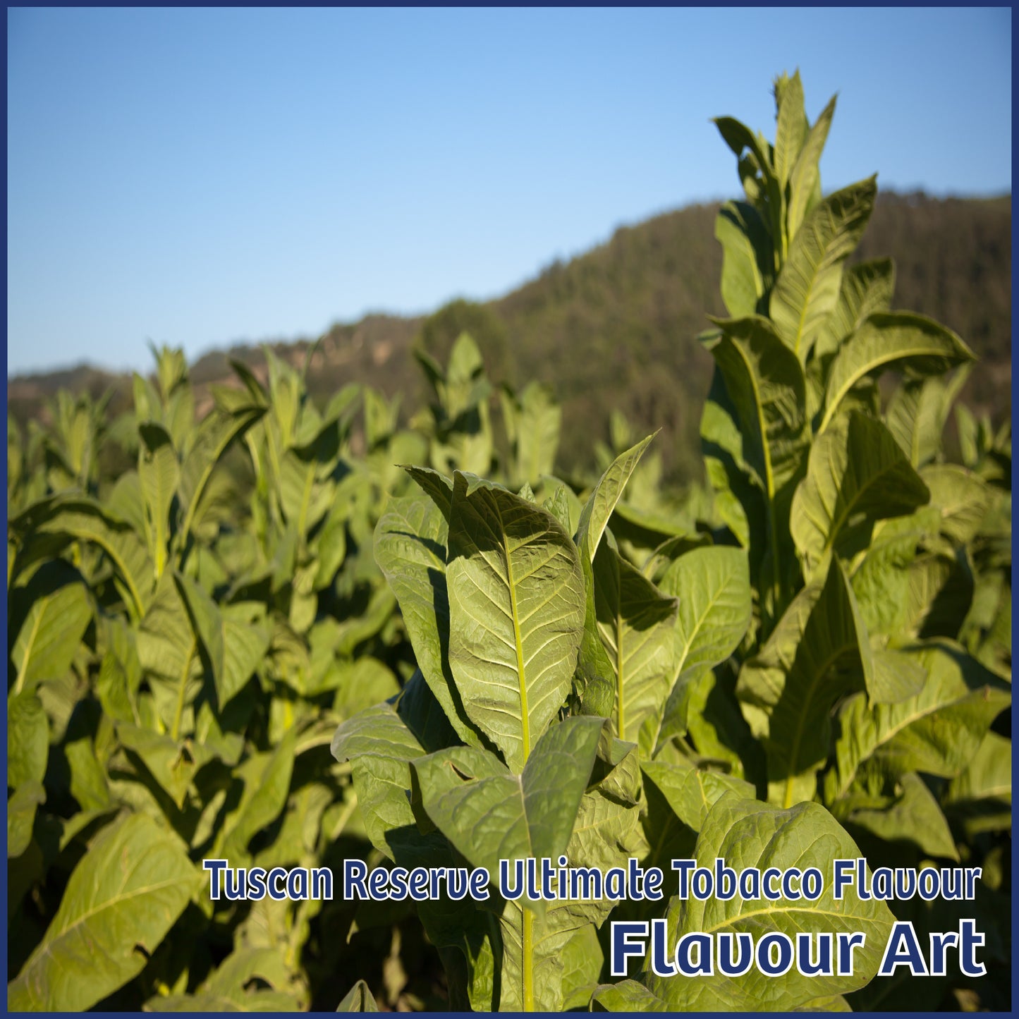 Tuscan Reserve Ultimate Tobacco Flavour - FlavourArt - Flavour Fog - Canada's flavour depot.