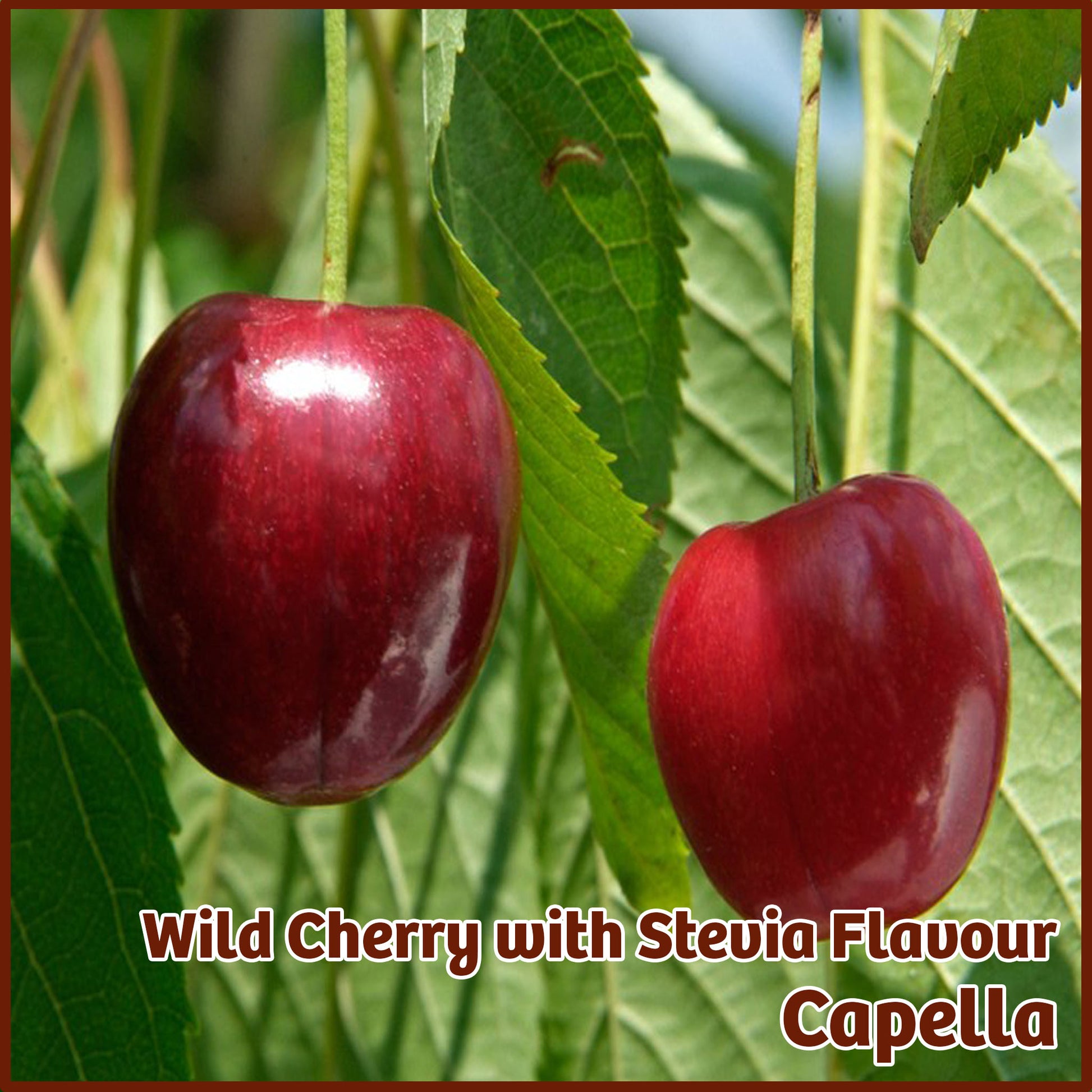 Wild Cherry W Stevia Flavour - Capella - Flavour Fog - Canada's flavour depot.